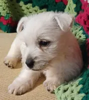 Brandi, a female West Highland White Terrier for sale in Asheboro, NC – Photo 3 of 10