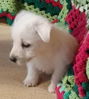 Brandi, a female West Highland White Terrier for sale in Asheboro, NC – Photo 9 of 10