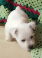 Brandi, a female West Highland White Terrier for sale in Asheboro, NC – Photo 7 of 10