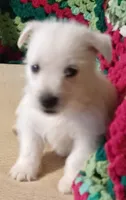Brandi, a female West Highland White Terrier for sale in Asheboro, NC – Photo 8 of 10