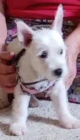 Dolly, a female West Highland White Terrier for sale in Asheboro, NC – 4 of 10