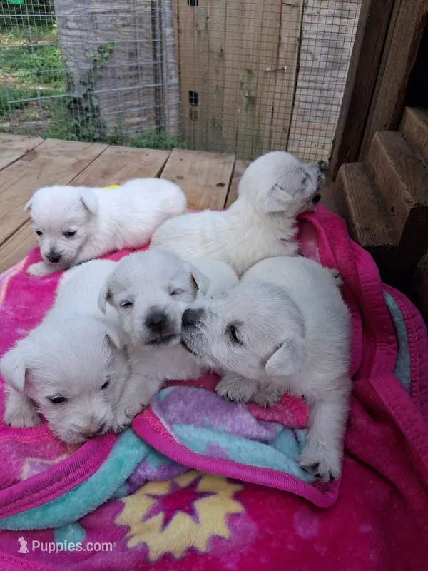 Daina – West Highland White Terrier puppy for sale in Asheboro, NC