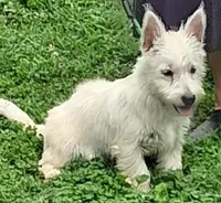 Cass, a female West Highland White Terrier for sale in Asheboro, NC – 6 of 10