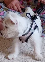 Carlie, a female West Highland White Terrier for sale in Asheboro, NC – 10 of 10