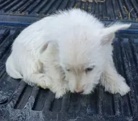 Don, a male West Highland White Terrier for sale in Asheboro, NC – 4 of 7