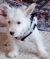 Carlie, a female West Highland White Terrier for sale in Asheboro, NC – 3 of 10