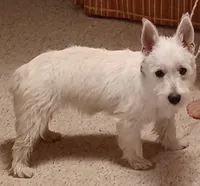 Cuddles, a female West Highland White Terrier for sale in Asheboro, NC – 1 of 10