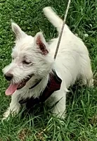 Cass, a female West Highland White Terrier for sale in Asheboro, NC – 9 of 10