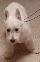Cuddles, a female West Highland White Terrier for sale in Asheboro, NC – 8 of 10