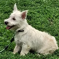 Cass, a female West Highland White Terrier for sale in Asheboro, NC – 4 of 10