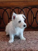 Candy, a female West Highland White Terrier for sale in Asheboro, NC – 3 of 10