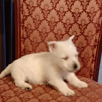 Abby, a female West Highland White Terrier for sale in Asheboro, NC – Photo 10 of 10