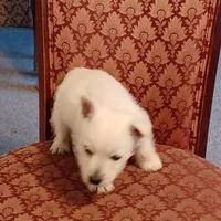 Abby, a female West Highland White Terrier for sale in Asheboro, NC – Photo 7 of 10