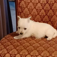 Abby, a female West Highland White Terrier for sale in Asheboro, NC – Photo 2 of 10