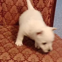 Abby, a female West Highland White Terrier for sale in Asheboro, NC – Photo 4 of 10