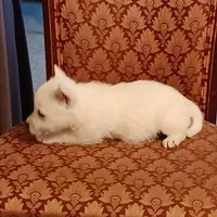 Abby, a female West Highland White Terrier for sale in Asheboro, NC – Photo 9 of 10