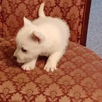 Abby, a female West Highland White Terrier for sale in Asheboro, NC – Photo 8 of 10