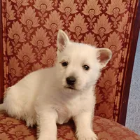 Abby, a female West Highland White Terrier for sale in Asheboro, NC – Photo 6 of 10
