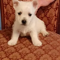 Abby, a female West Highland White Terrier for sale in Asheboro, NC – Photo 5 of 10