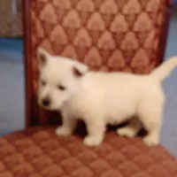 Abby, a female West Highland White Terrier for sale in Asheboro, NC – Photo 3 of 10