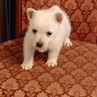 Abby, a female West Highland White Terrier for sale in Asheboro, NC – Photo 1 of 10