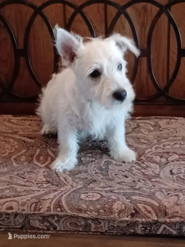 Candy – West Highland White Terrier puppy for sale in Asheboro, NC