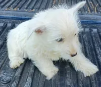 Don, a male West Highland White Terrier for sale in Asheboro, NC – 2 of 7