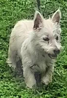 Cass, a female West Highland White Terrier for sale in Asheboro, NC – 3 of 10