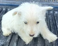 Don, a male West Highland White Terrier for sale in Asheboro, NC – 1 of 7