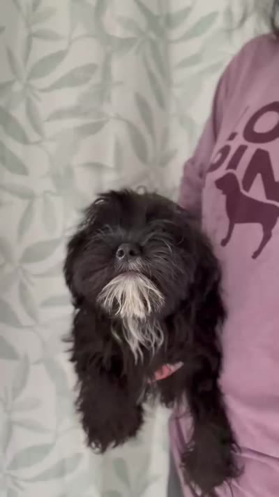 Roco, a male Shih Tzu for sale in Orlando, FL – 2 of 3
