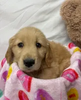 GRAY, a male Golden Retriever for sale in Orlando, FL – Photo 4 of 4