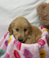 GRAY, a male Golden Retriever for sale in Orlando, FL – Photo 2 of 4