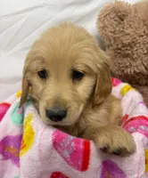 GRAY, a male Golden Retriever for sale in Orlando, FL – Photo 3 of 4