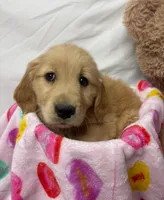 GRAY, a male Golden Retriever for sale in Orlando, FL – Photo 1 of 4
