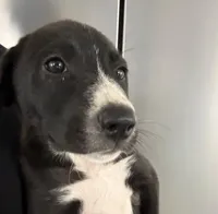 River , a female Australian Shepherd and Labrador Retriever for sale in Orlando, FL – Photo 5 of 5