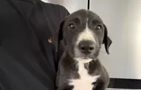 River , a female Australian Shepherd and Labrador Retriever for sale in Orlando, FL – Photo 2 of 5