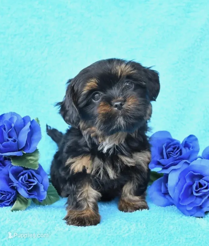 Mochi – Shih Tzu puppy for sale in Orlando, FL