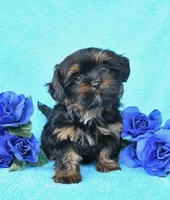 Mochi, a female Shih Tzu for sale in Orlando, FL – 1 of 2