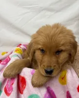 DARK BLUE, a female Golden Retriever for sale in Orlando, FL – Photo 1 of 3