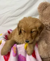 DARK BLUE, a female Golden Retriever for sale in Orlando, FL – Photo 3 of 3