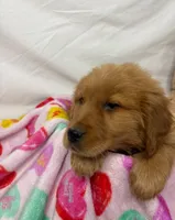 DARK BLUE, a female Golden Retriever for sale in Orlando, FL – Photo 2 of 3