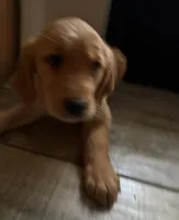 Jellybean , a male Golden Retriever for sale in Orlando, FL – Photo 3 of 3