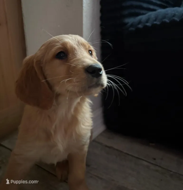 Jellybean  – Golden Retriever puppy for sale in Orlando, FL