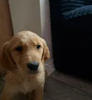 Jellybean , a male Golden Retriever for sale in Orlando, FL – Photo 2 of 3