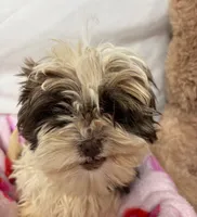 Valentin, a male Shih Tzu for sale in Orlando, FL – Photo 2 of 3