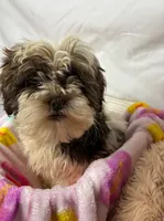 Valentin, a male Shih Tzu for sale in Orlando, FL – Photo 1 of 3