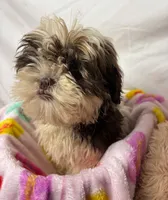 Valentin, a male Shih Tzu for sale in Orlando, FL – Photo 3 of 3