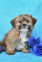 Lola , a female Shih Tzu for sale in Orlando, FL – 2 of 2