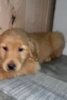 Sunny, a male Golden Retriever for sale in Orlando, FL – Photo 2 of 3