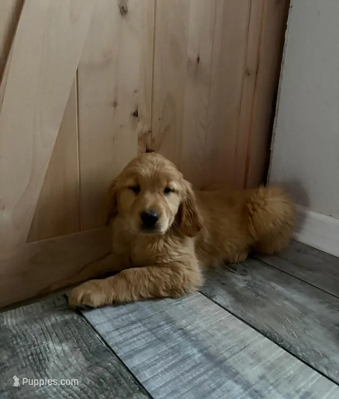 Sunny – Golden Retriever puppy for sale in Orlando, FL